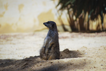 Suricate