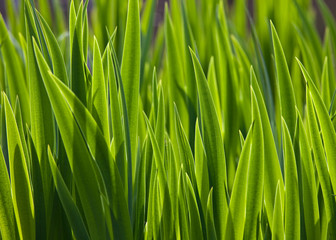 Neues Schilf, Frühjahr