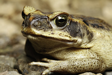 cane toad