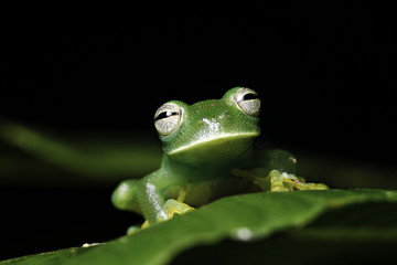 Fototapeta premium tree frog