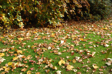les feuilles mortes