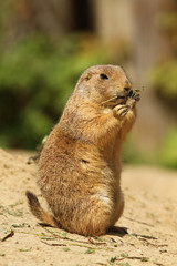 Prairie dog standing upright and eating