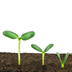 growth