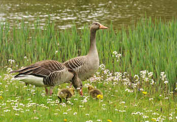 Familie Graugans