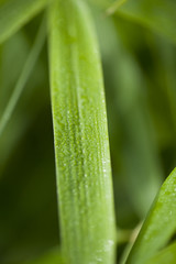 Rosée sur la végétation un matin de printemps