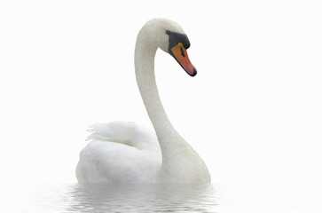 Swan on the water.