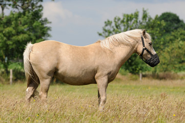 Pferd mit Fressbremse
