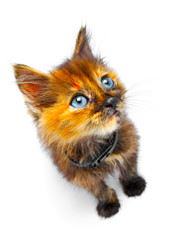 small kitty