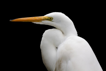 Great Snowy Egret