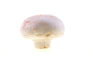 white champignon isolated on white background