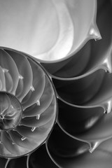 Chambered Nautilus