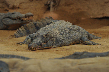 un crocodile qui dort