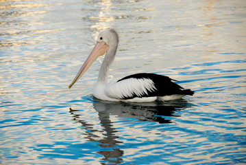 Pelican