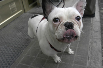 Fototapeta premium Bulldog francés 73