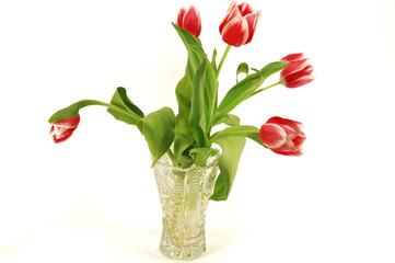 Tulips in a crystal vase.
