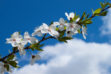 white spring  flowers