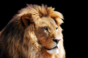 lion head