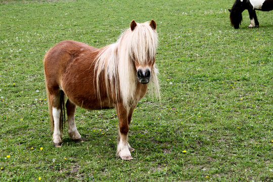 Shetlandpony