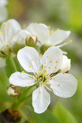 flowers of the plum tree
