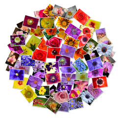 Naklejka premium Flowers collage