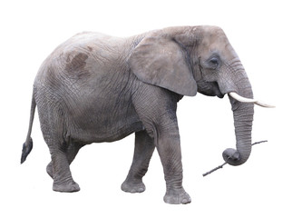 Fototapeta premium Elephant African