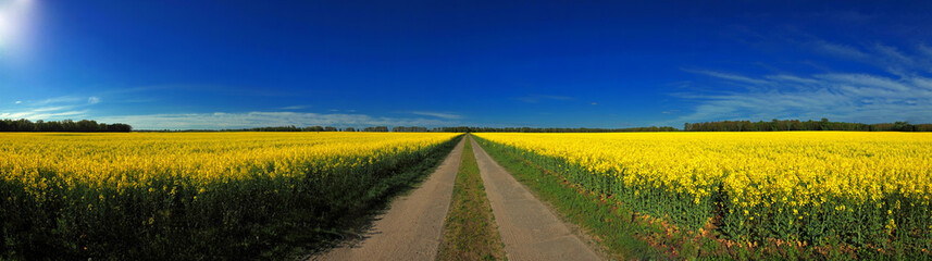 Landschaft Raps Frühling blauer Himmel