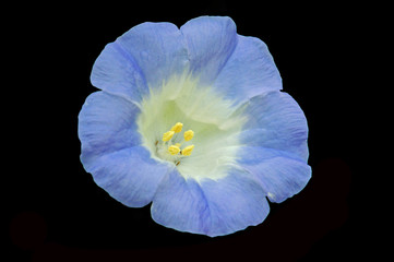 blüte der blauen giftbeere