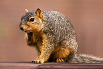 Fox Squirrel Scratching an Itch