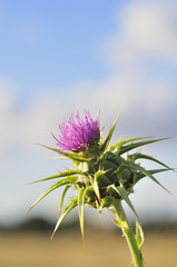 Milk Thistle Outdoors