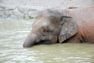 an elephant at the pond or lake