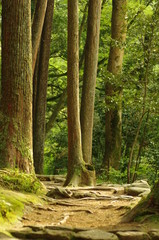 山中の森