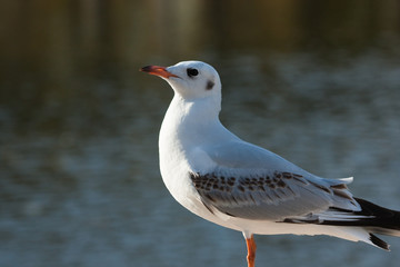 red-billed gull (2)