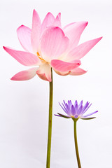 Fototapeta na wymiar Lotus