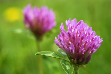 pink clover