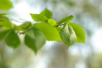 Spring young nut-tree leaves