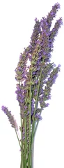 Abwaschbare Fototapete Lavendel Lavendelstrauß, weißer Hintergrund