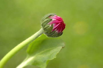 bud of the daisy