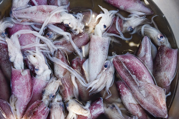 Squid stock