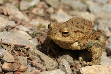 European toad
