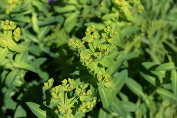 Fototapeta na wymiar Euphorbe d'Irlande (hyberna Euphorbia)
