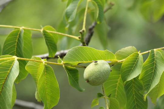 Drupe de noyer (Juglans regia)