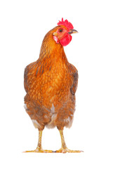 hen