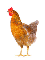 hen