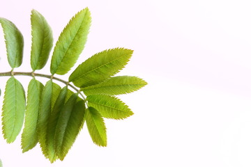 grüne pflanze,hintergrund