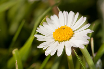 Obraz premium Field flowers