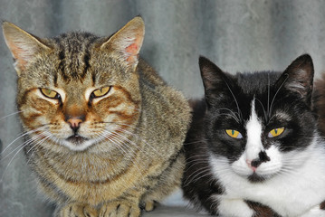 Old and young male cats
