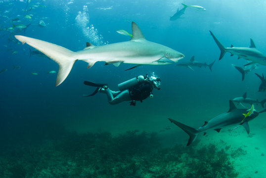 diver and reef shark