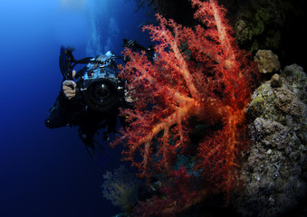 scuba diver with camera and coral