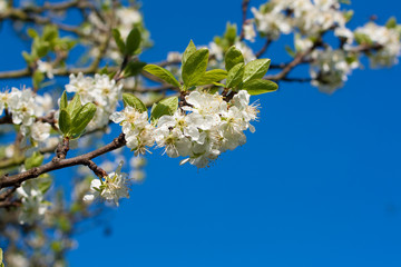 Kirschblüten vor blauem Himmel
