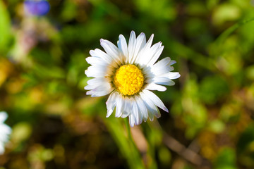 Gänseblümchen von oben